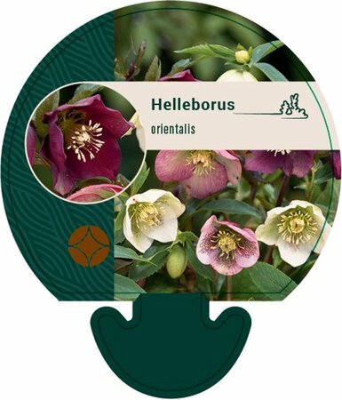 Helleborus orientalis P9 - afbeelding 3