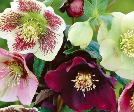 Helleborus orientalis P9 - afbeelding 4