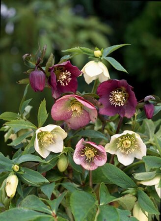 Helleborus orientalis P9 - afbeelding 5