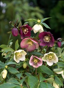 Helleborus orientalis P9 - afbeelding 5