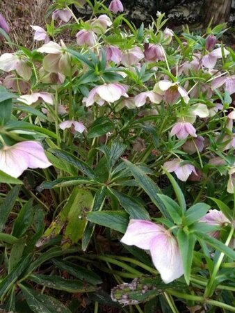 Helleborus orientalis P9 - afbeelding 2