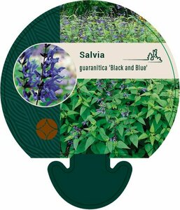 Salvia guaranitica 'Black and Blue' P9