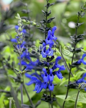 Salvia guaranitica 'Black and Blue' P9 - afbeelding 2
