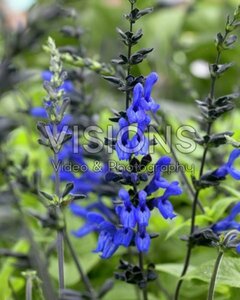 Salvia guaranitica 'Black and Blue' P9 - afbeelding 2