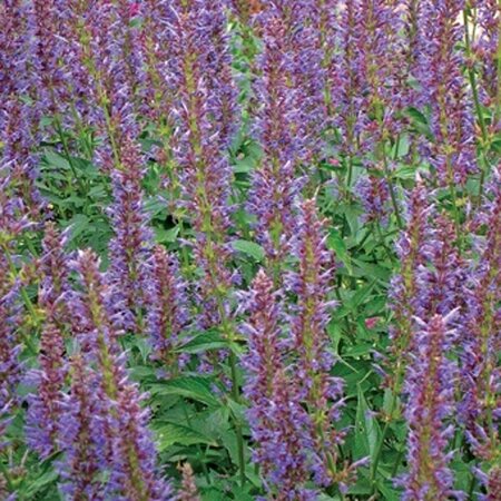 Agastache 'Purple Haze' P9 - afbeelding 2