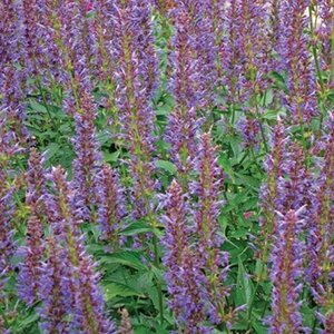 Agastache 'Purple Haze' P9 - afbeelding 2