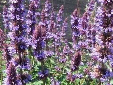 Agastache 'Purple Haze' P9 - afbeelding 1