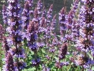 Agastache 'Purple Haze' P9