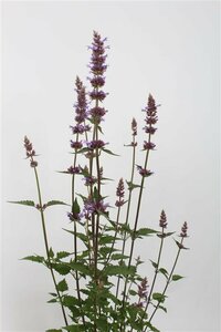 Agastache 'Purple Haze' P9 - afbeelding 3