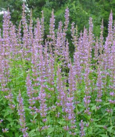 Agastache 'Purple Haze' P9 - afbeelding 4
