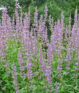 Agastache 'Purple Haze' P9 - afbeelding 4