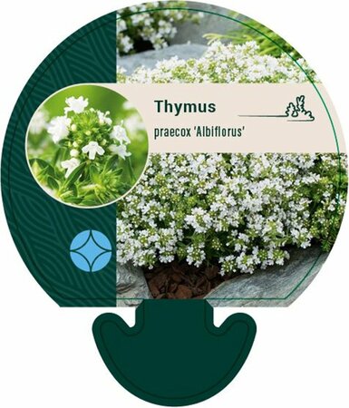 Thymus praecox 'Albiflorus' P9 - afbeelding 3