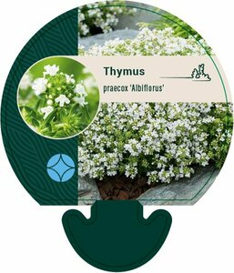 Thymus praecox 'Albiflorus' P9