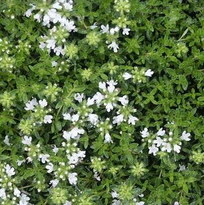 Thymus praecox 'Albiflorus' P9 - afbeelding 1