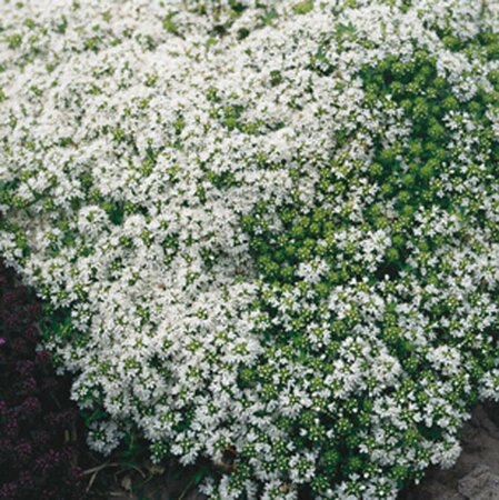 Thymus praecox 'Albiflorus' P9 - afbeelding 2