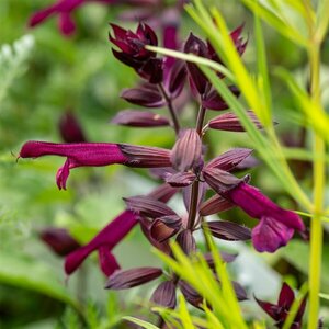 Salvia 'Love and Wishes' P9