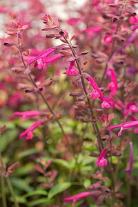 Salvia 'Love and Wishes' P9 - afbeelding 2