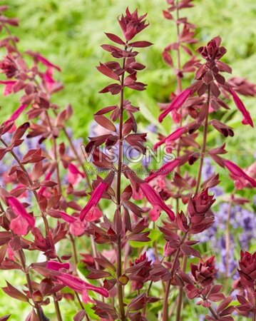 Salvia 'Love and Wishes' P9 - afbeelding 3