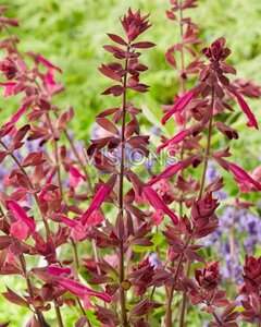 Salvia 'Love and Wishes' P9 - afbeelding 3