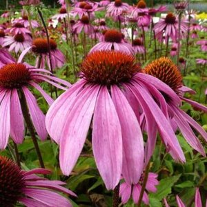 Echinacea purpurea 'Leuchtstern' P9 - afbeelding 2
