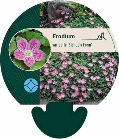 Erodium variabile 'Bishop's Form' P9 - afbeelding 8