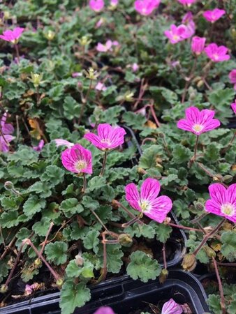 Erodium variabile 'Bishop's Form' P9 - afbeelding 9