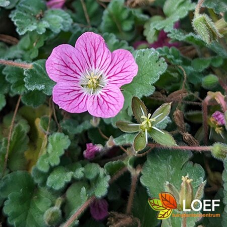 Erodium variabile 'Bishop's Form' P9 - afbeelding 1