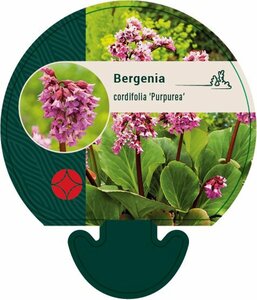 Bergenia cordifolia 'Purpurea' P9 - afbeelding 5