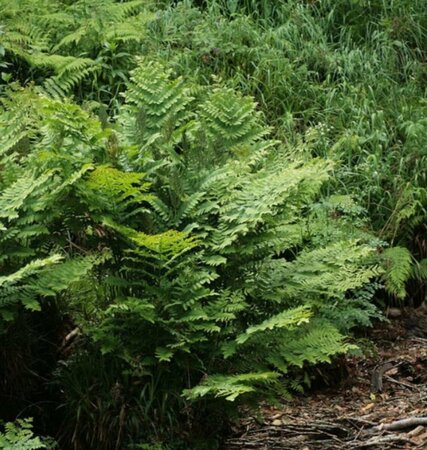 Osmunda regalis - afbeelding 6