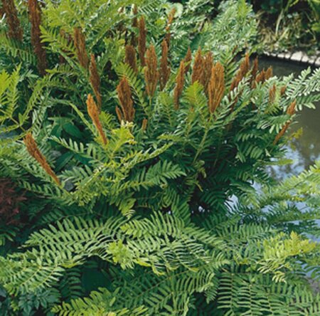 Osmunda regalis - afbeelding 3
