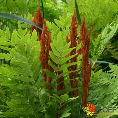 Osmunda regalis - afbeelding 1