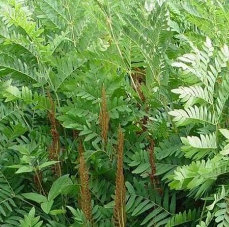 Osmunda regalis - afbeelding 4