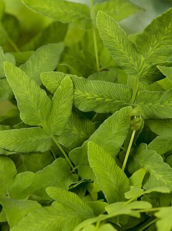 Osmunda regalis - afbeelding 5