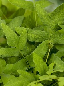 Osmunda regalis - afbeelding 5