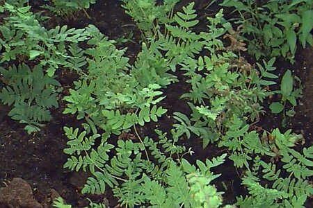 Osmunda regalis - afbeelding 2