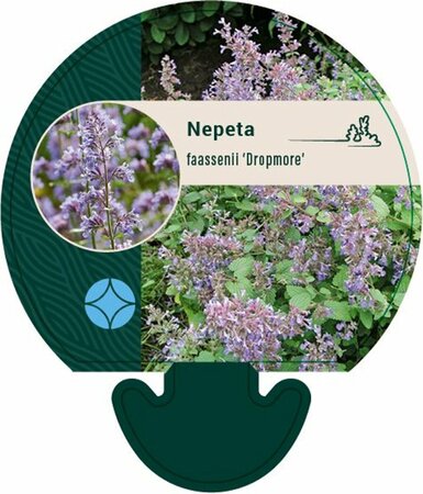 Nepeta faassenii 'Dropmore' P9