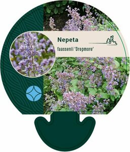 Nepeta faassenii 'Dropmore' P9