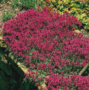 Thymus serpyllum P9 PlanetProof - afbeelding 3