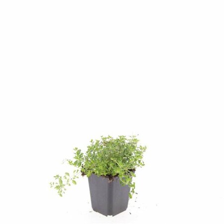 Thymus serpyllum P9 PlanetProof - afbeelding 4