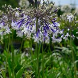 Agapanthus 'Fireworks' P9