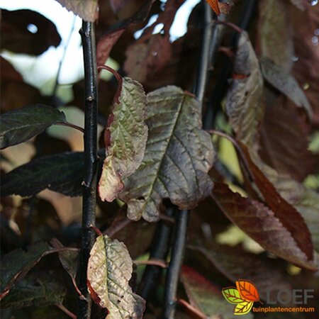 Prunus cerasifera 'Nigra' 12-14 C. - afbeelding 2