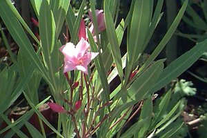 Nerium oleander