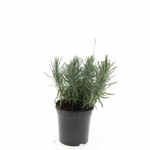 Lavandula angustifolia 'Munstead' C1.5 - afbeelding 24