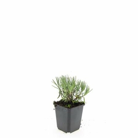 Lavandula angustifolia 'Munstead' C1.5 - afbeelding 33