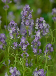 Lavandula angustifolia 'Munstead' C1.5 - afbeelding 7