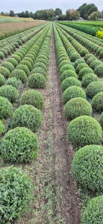 Lavandula angustifolia 'Munstead' C1.5 - afbeelding 14