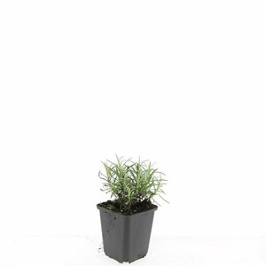 Lavandula angustifolia 'Munstead' C1.5 - afbeelding 30