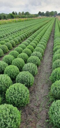 Lavandula angustifolia 'Munstead' C1.5 - afbeelding 15