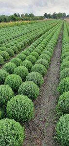 Lavandula angustifolia 'Munstead' C1.5 - afbeelding 15