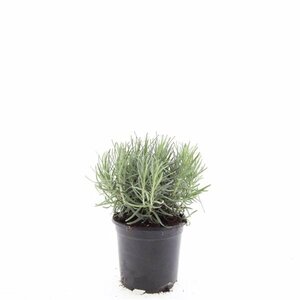Lavandula angustifolia 'Munstead' C1.5 - afbeelding 21